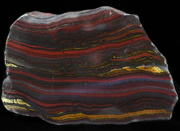 Polished Tiger Iron Stromatolite - ( Billion Years) #42605